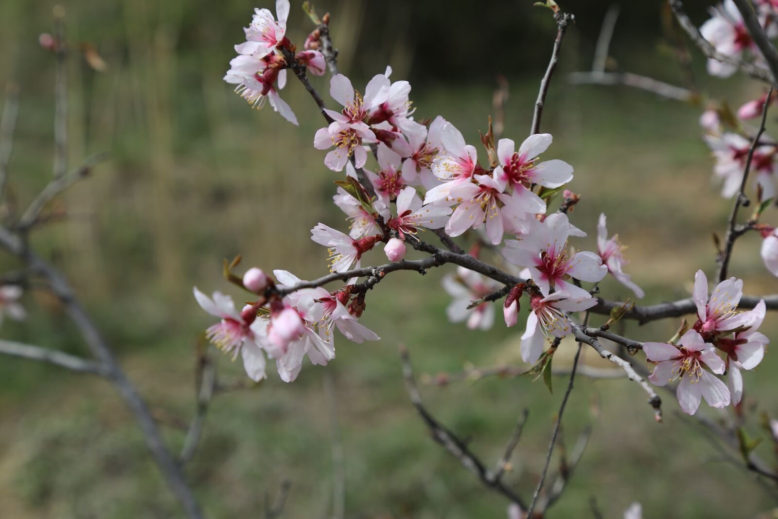 Canon EF 24-105mm F4L IS USM sample photo. Flower, tree, plant photography