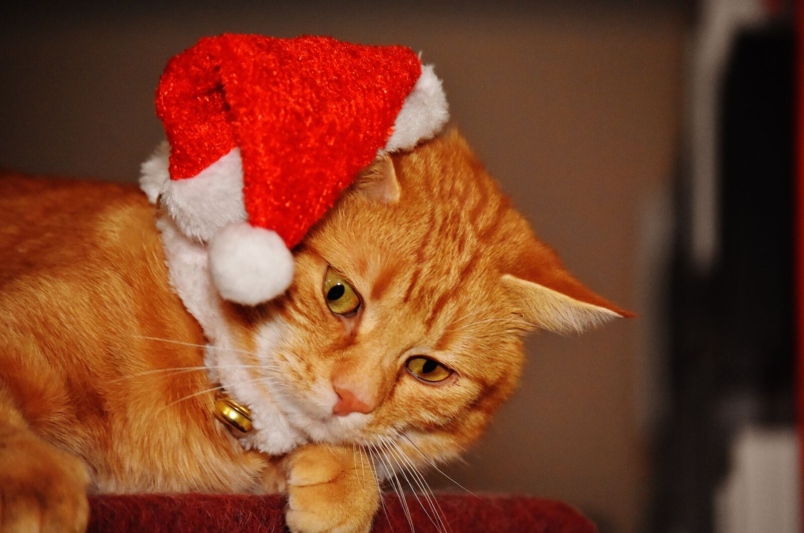Nikon D7200 sample photo. Cat, red, christmas photography