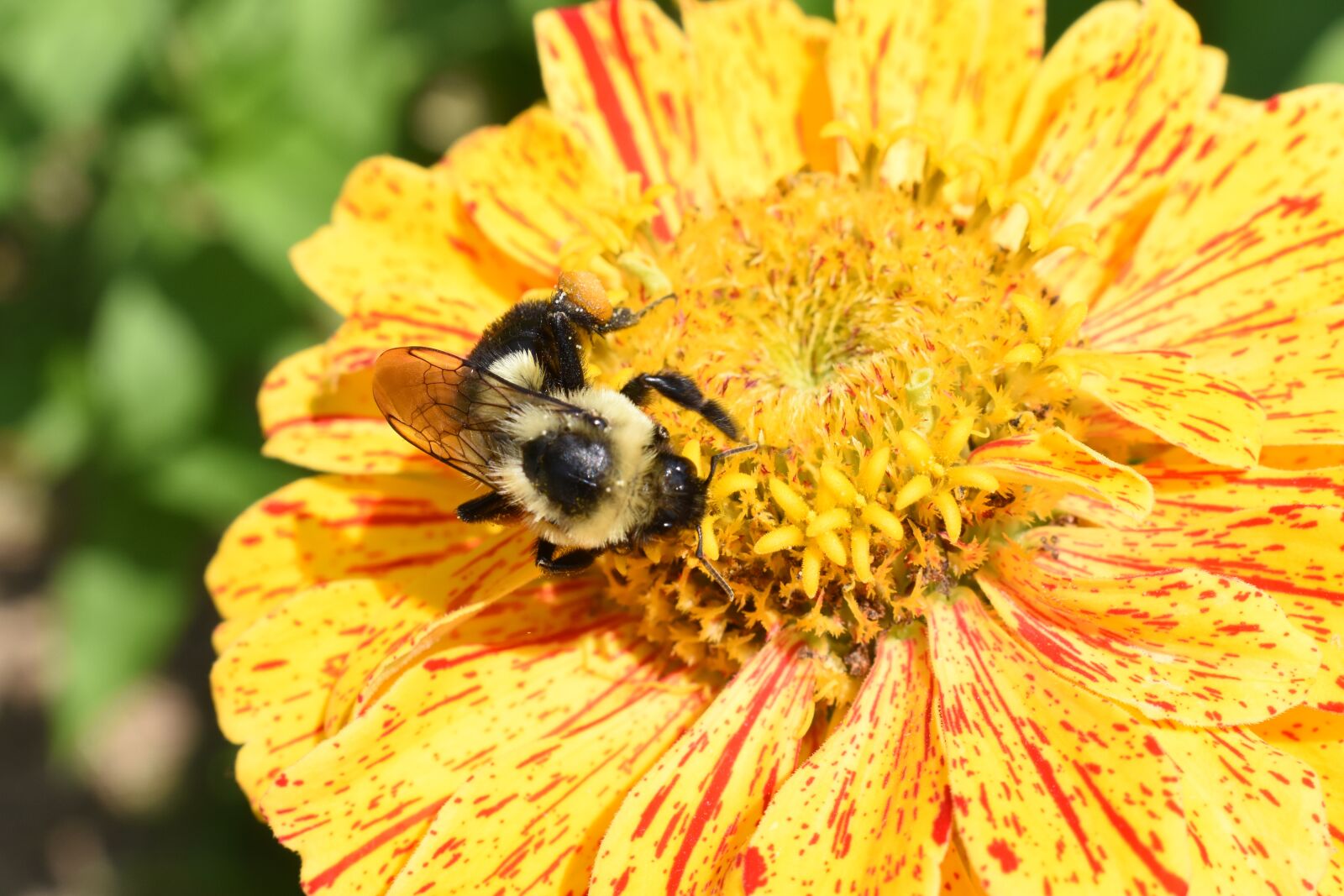 Nikon D5500 sample photo. Bumblebee, bee, flower photography