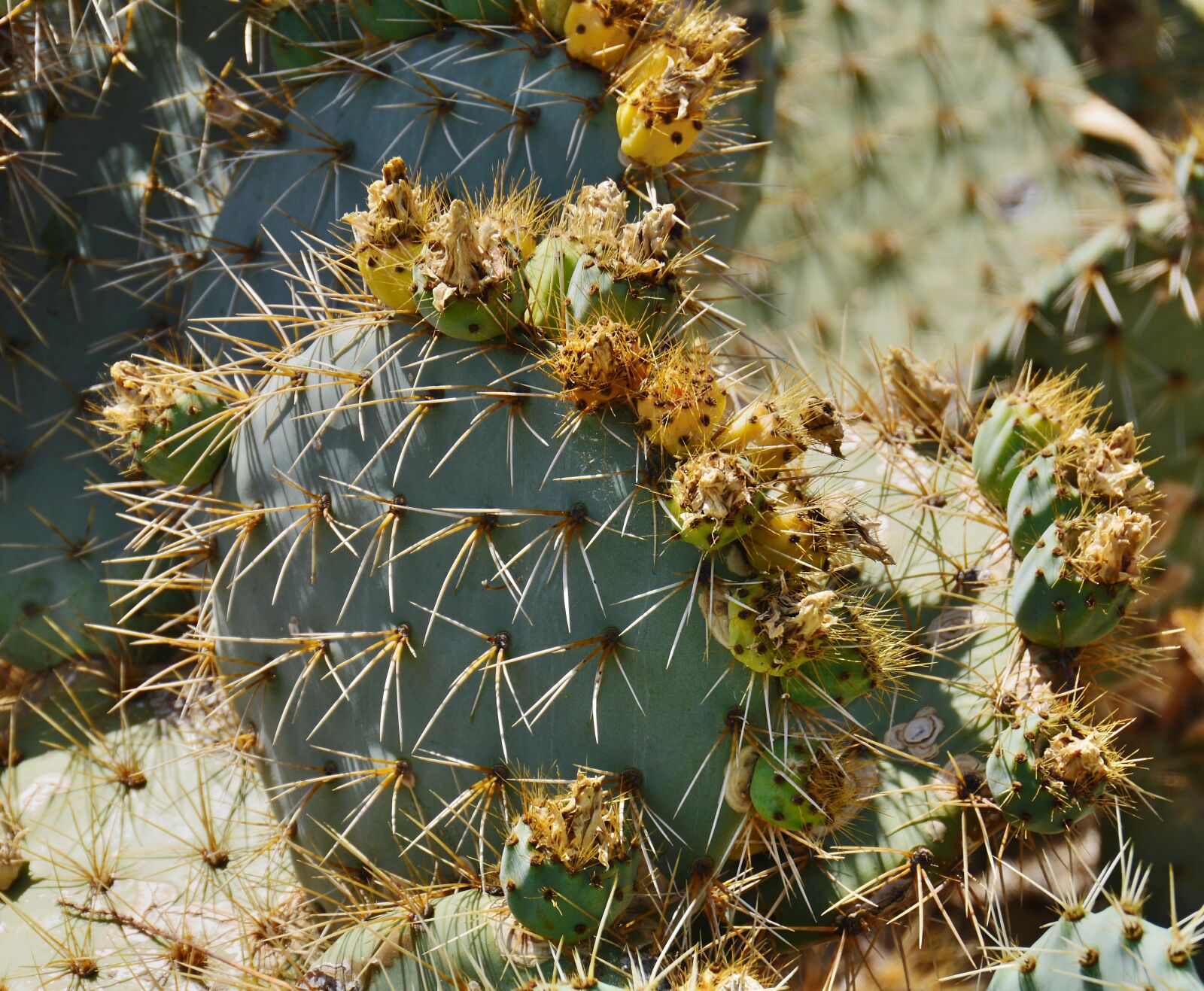 Panasonic Lumix DMC-GH3 sample photo. Large cacti, outdoor, park photography