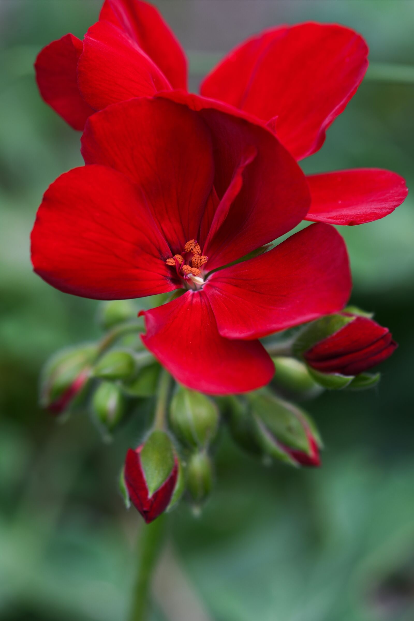 Nikon D7500 sample photo. Red, rose, flower photography