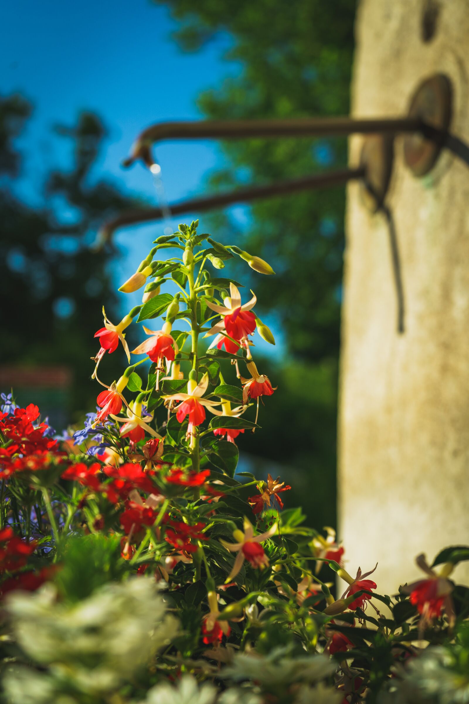 Sony a7 II + Sony FE 28-70mm F3.5-5.6 OSS sample photo. Flowers, spring, fontaine photography