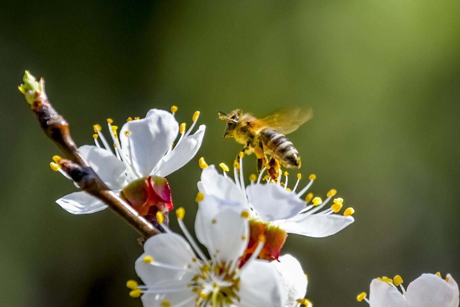 Nikon D7500 sample photo. Bee, flower, nature photography