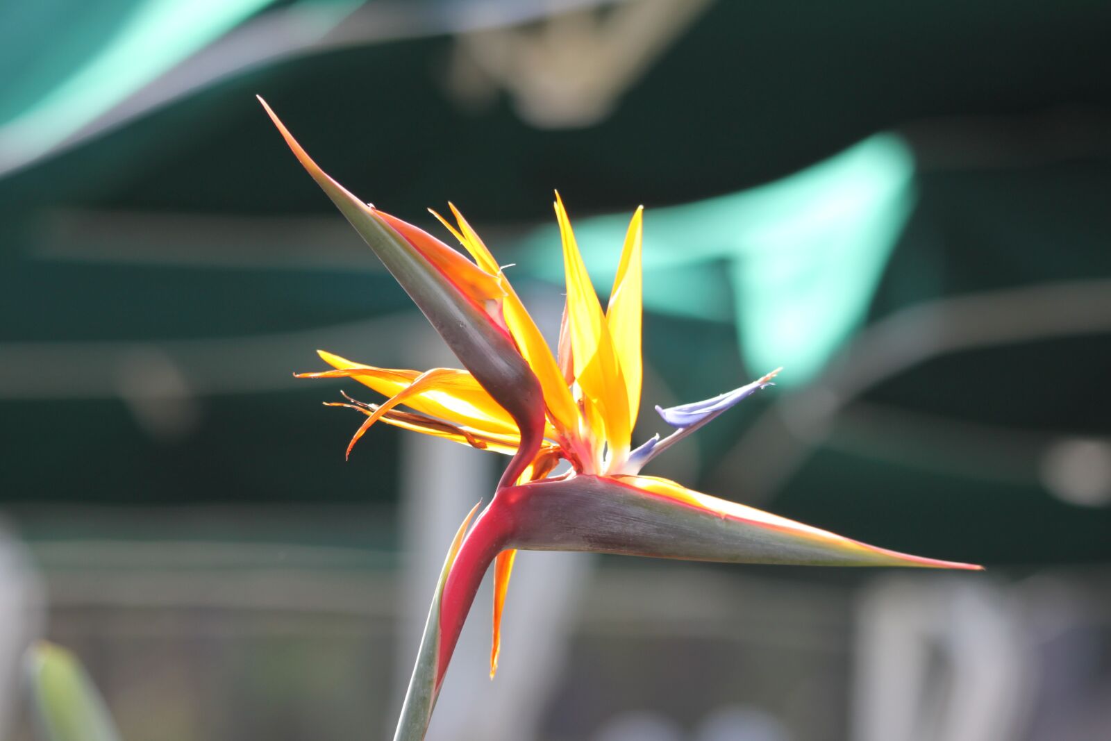 Canon EOS 500D (EOS Rebel T1i / EOS Kiss X3) sample photo. Caudata, bird of paradise photography