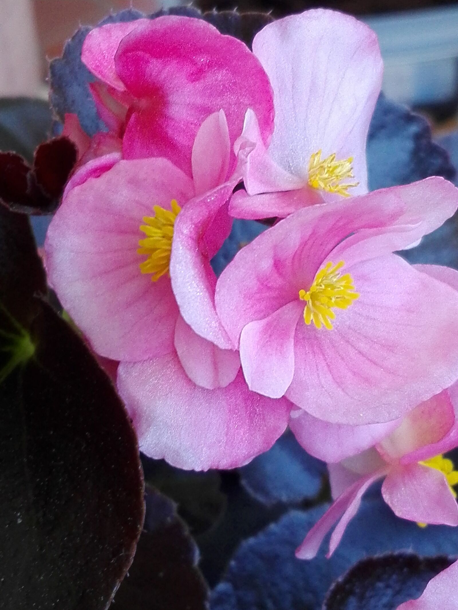 HUAWEI Y6II sample photo. Fiori, rosa, san valentino photography