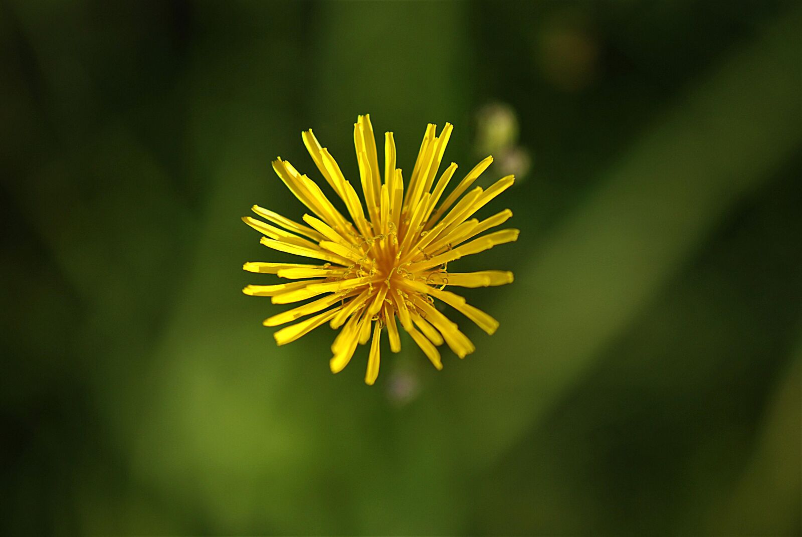 Nikon D80 sample photo. Fall dandelion, blossom, bloom photography