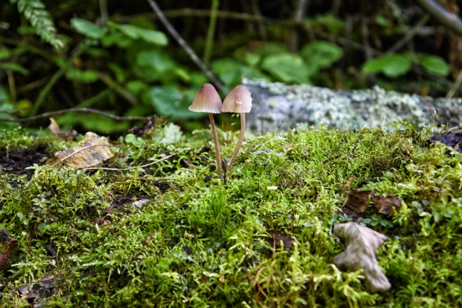 Panasonic Lumix DMC-GF5 sample photo. Mushroom, moss, stone photography