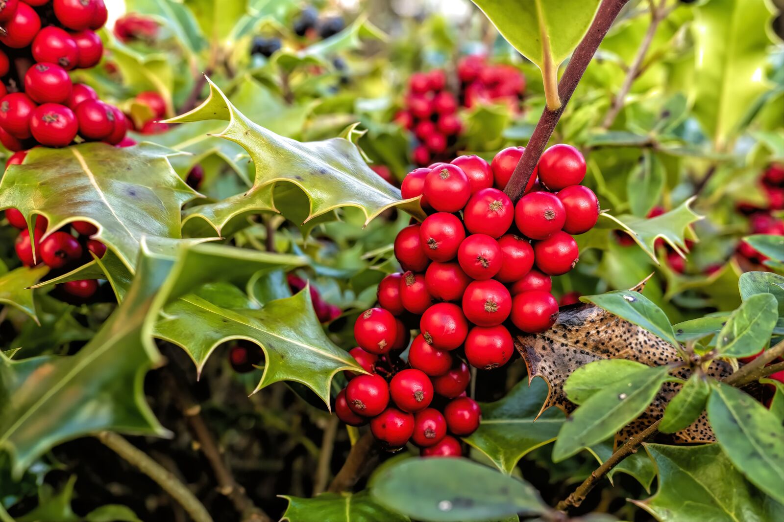 Olympus OM-D E-M5 II + Olympus M.Zuiko Digital ED 12-40mm F2.8 Pro sample photo. Holly, ilex aquifolium, ordinary photography
