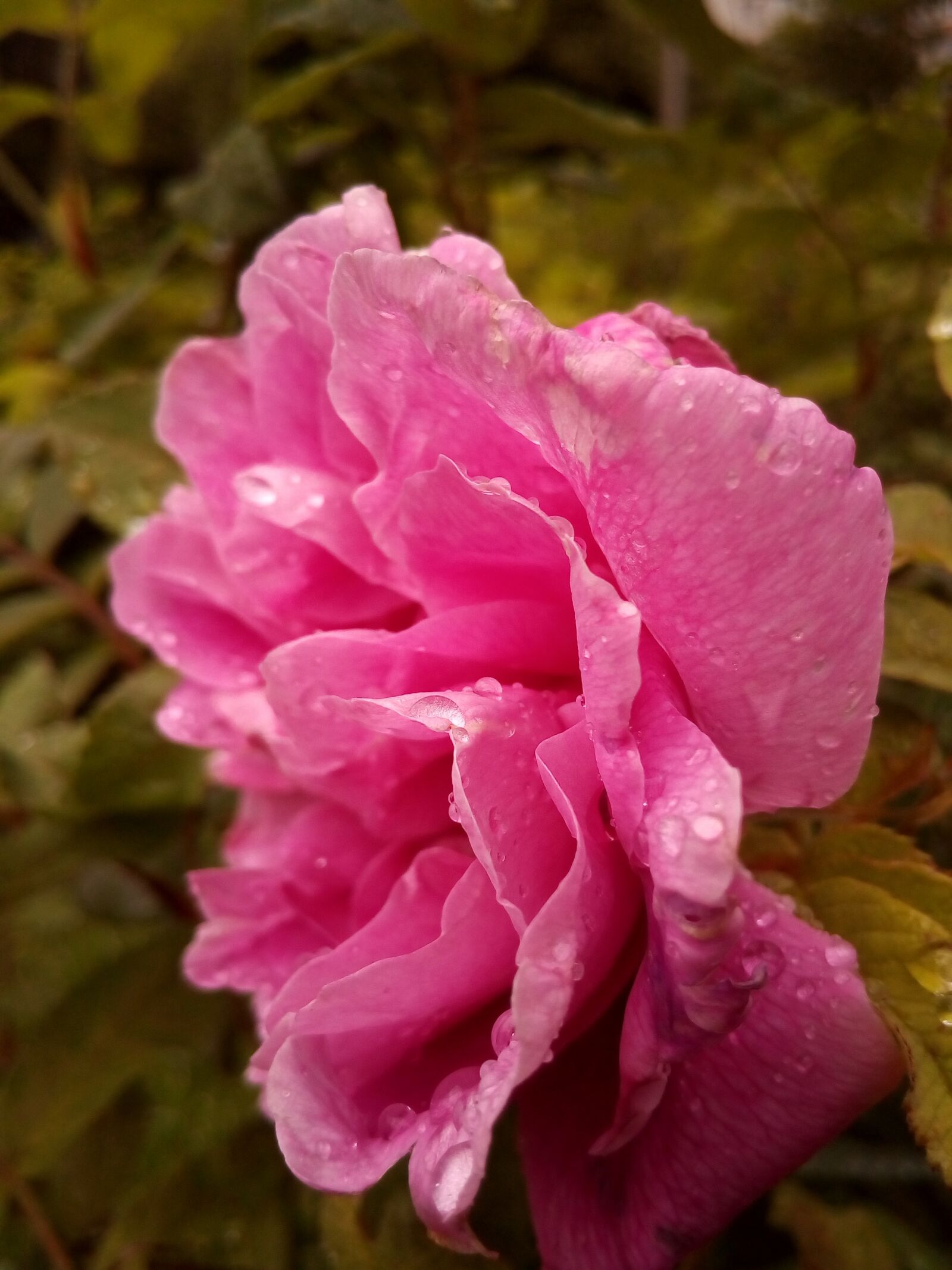 ASUS ZenFone Go (ZC500TG) sample photo. Pink, flower, bush photography