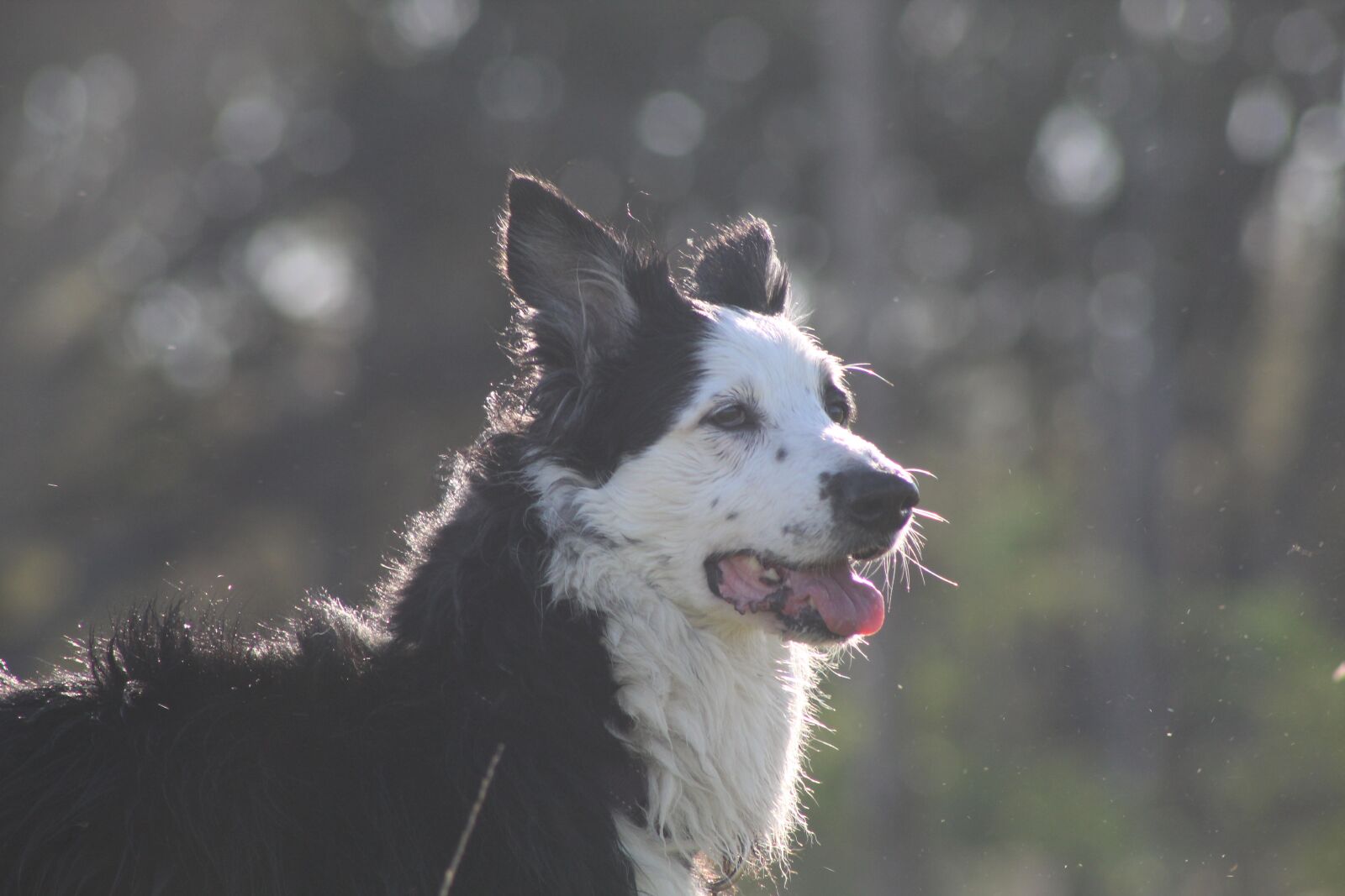 EF75-300mm f/4-5.6 sample photo. Dog, sheep dog, canine photography