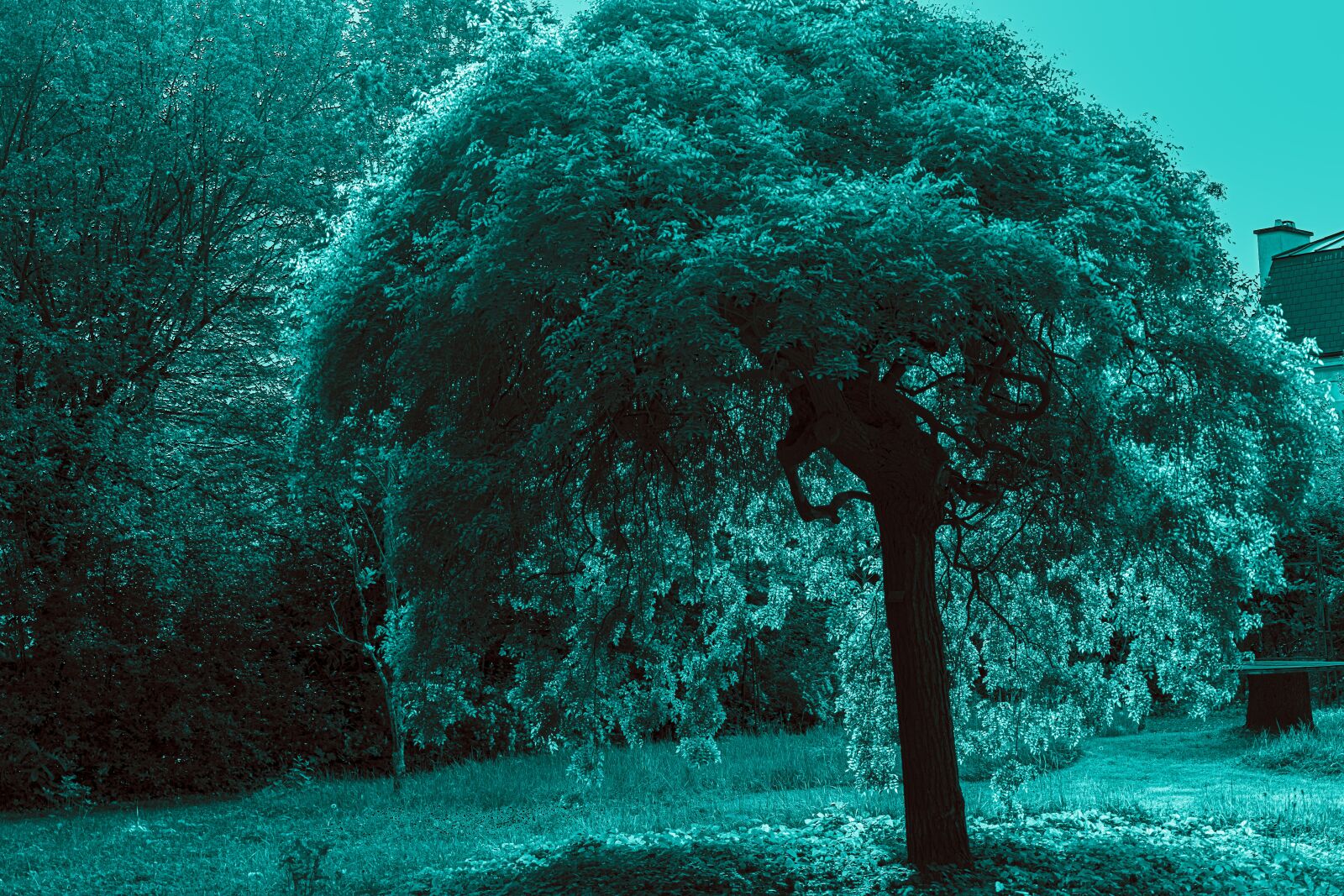 Sony a7R II sample photo. Tree, blue, landscape photography