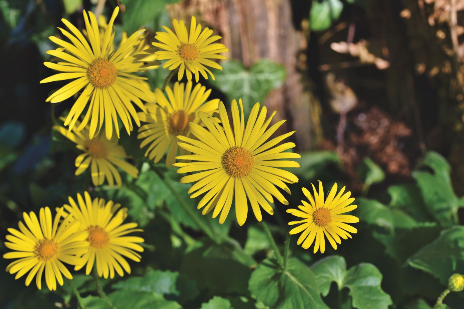 Nikon D7200 sample photo. Balkan-gemswurz, doronicum orientale, caucasus photography