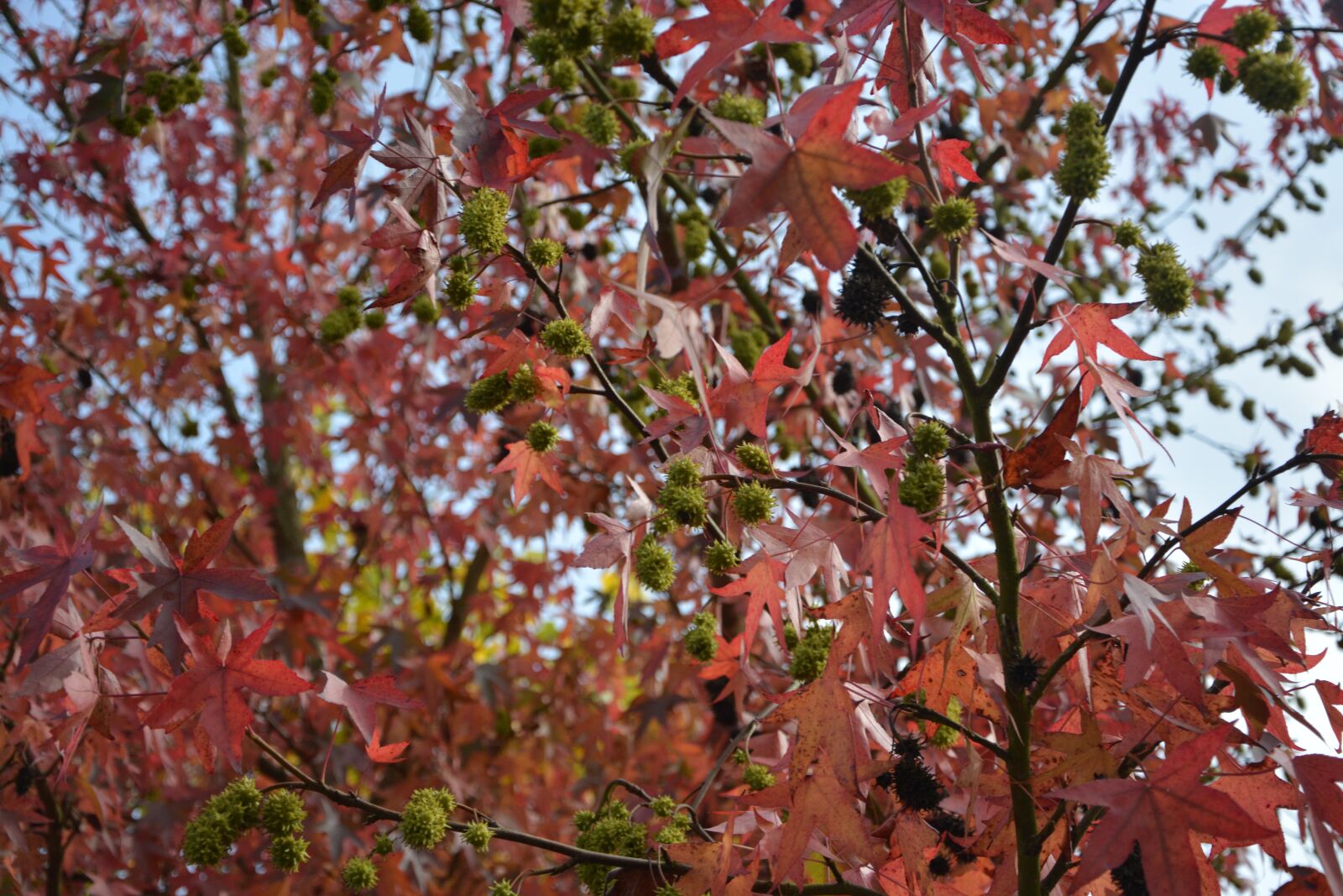 Nikon D5200 sample photo. Autumn leaf, tree color photography