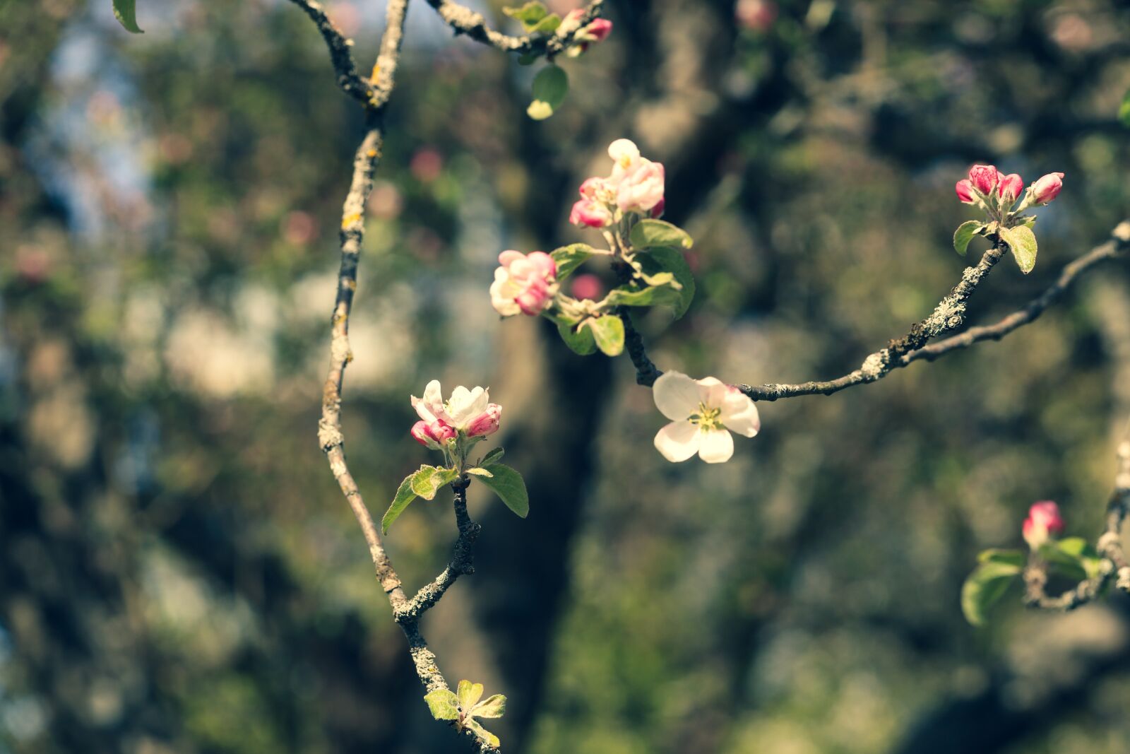Canon EOS R sample photo. Flower, tree, spring photography
