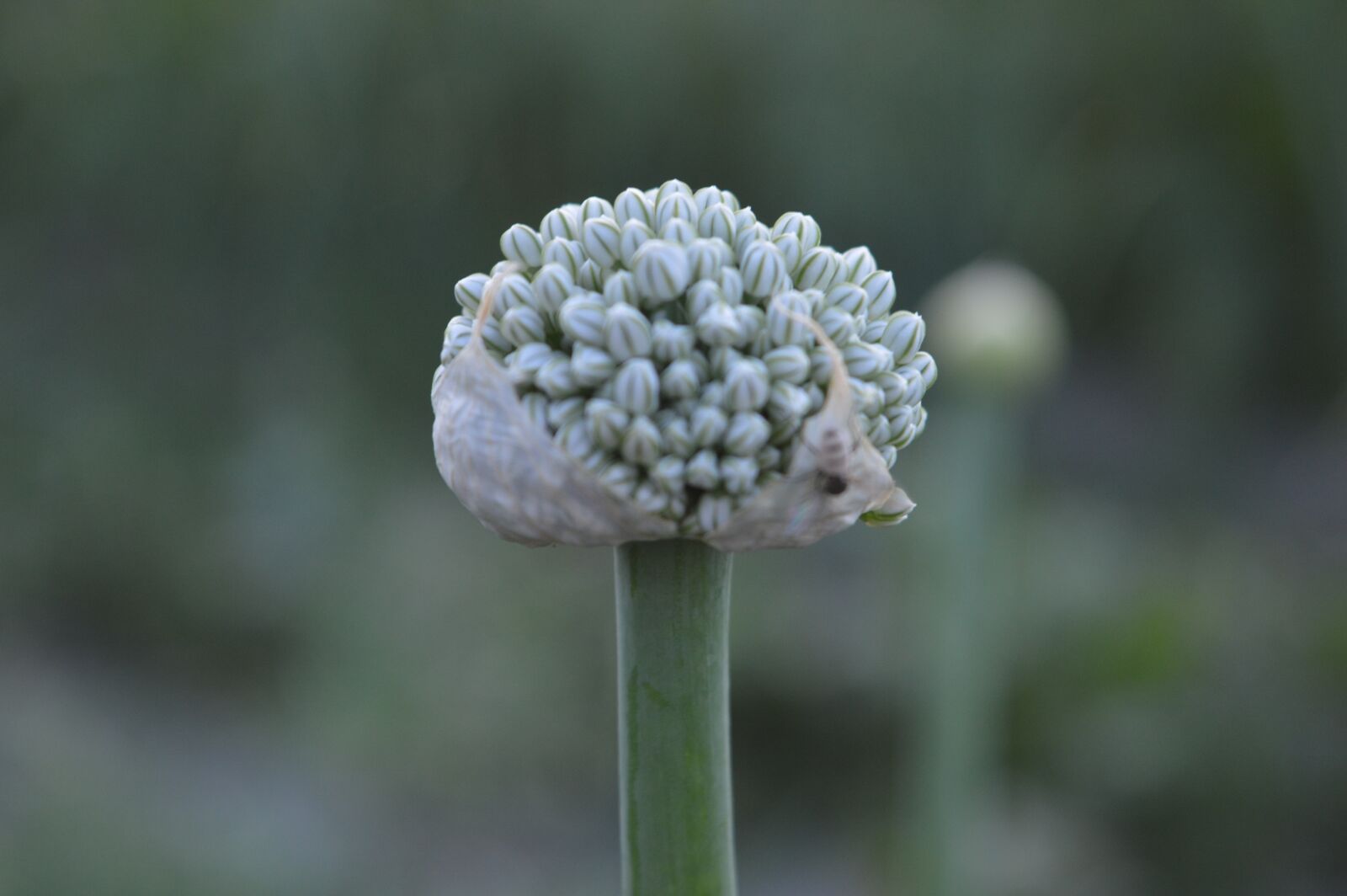 Nikon D3200 sample photo. Garlic, flower, macro photography