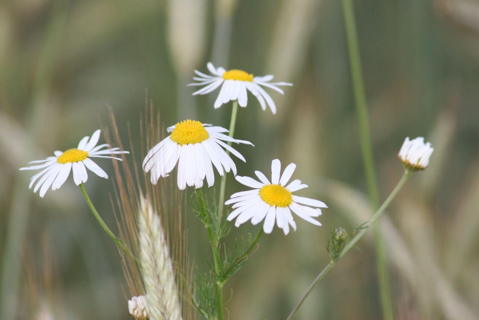 Canon EOS 20D sample photo. Chamomile, nature, cornfield photography