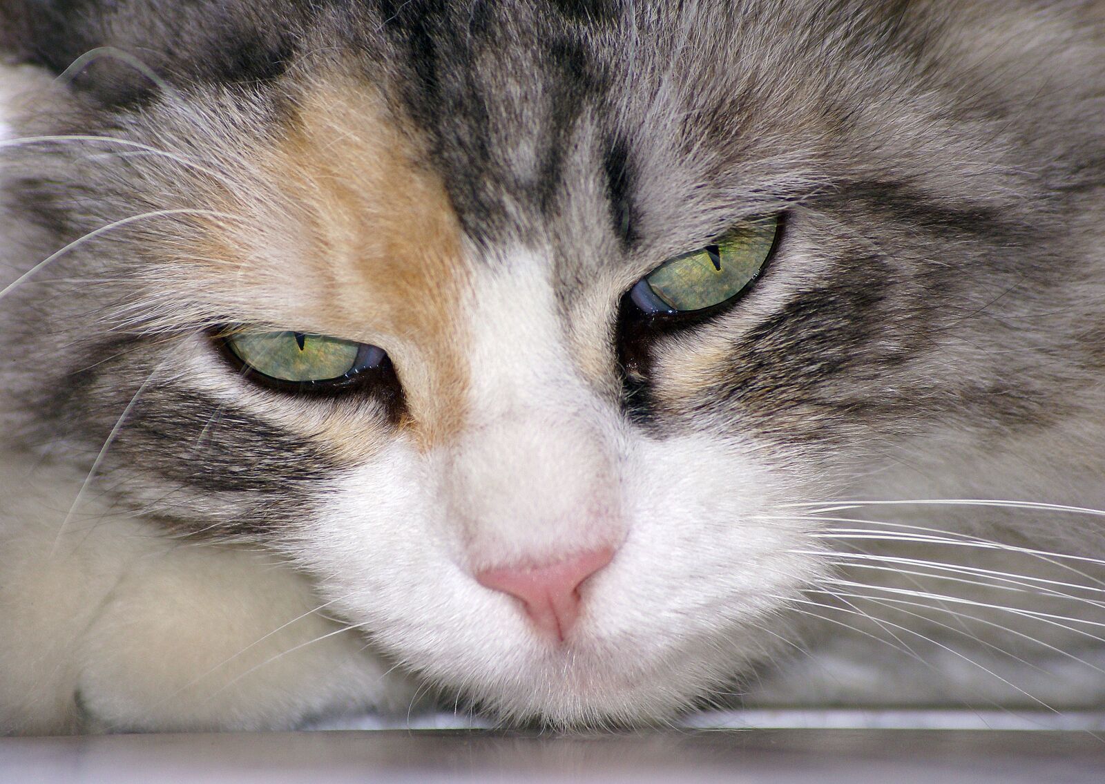 Sony Alpha DSLR-A100 sample photo. Cat, animal, cat's eye photography