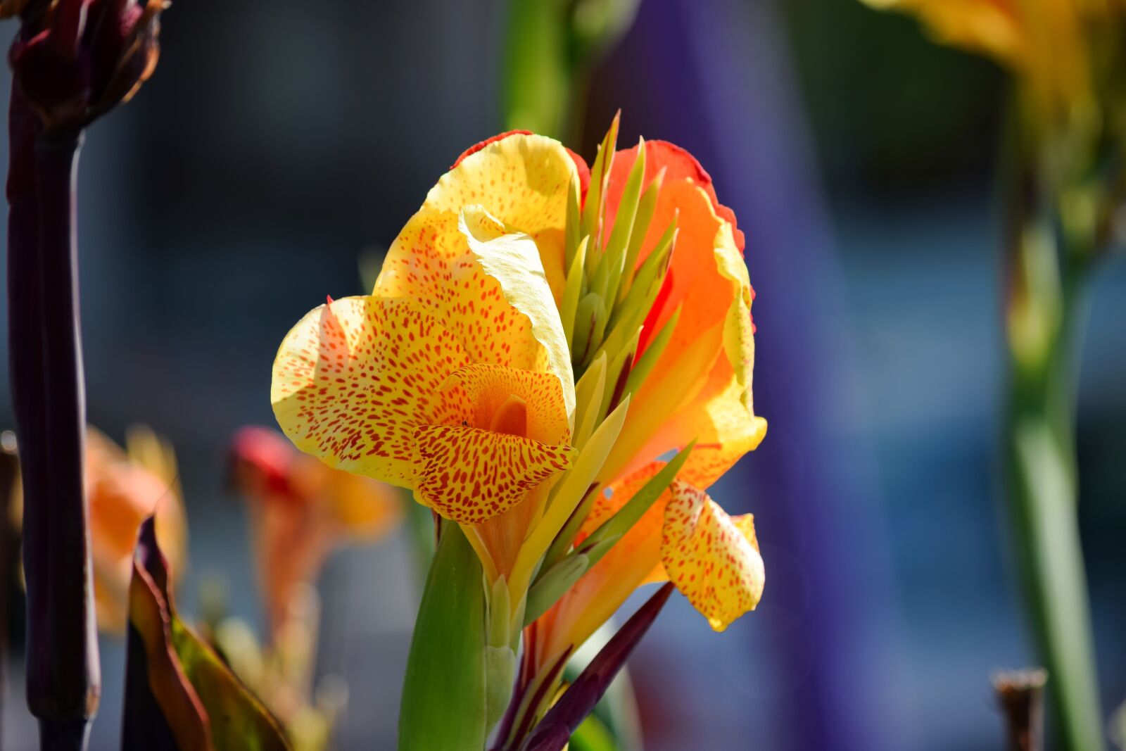 Nikon D5300 sample photo. Canna, blossom, bloom photography