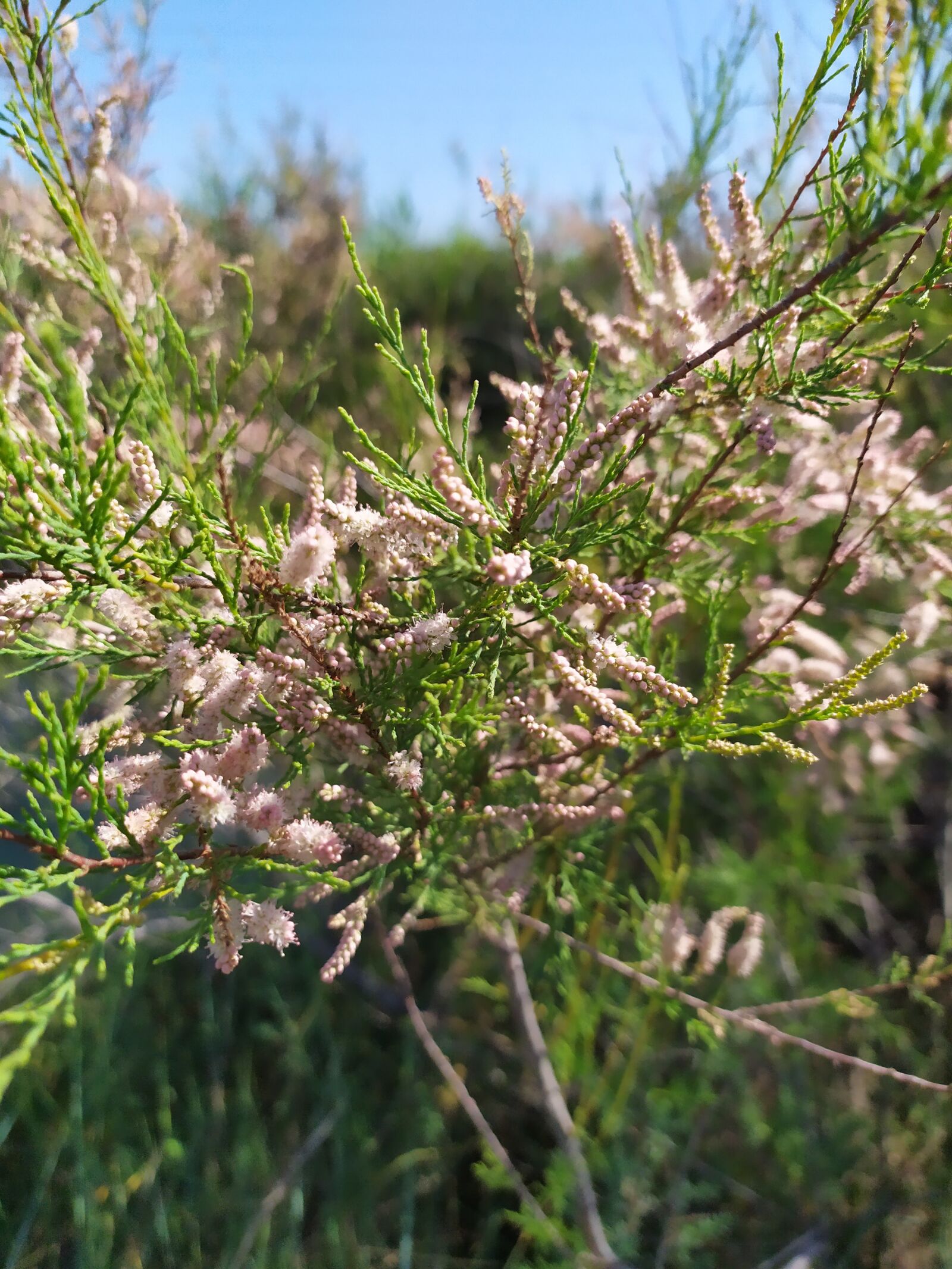 Xiaomi Redmi Note 7 sample photo. Flower, nature, wild photography