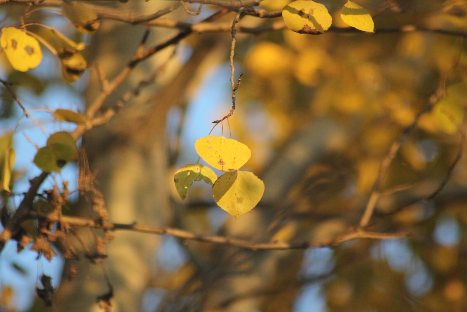 Canon EOS 60D sample photo. Leaves, forest, fall photography