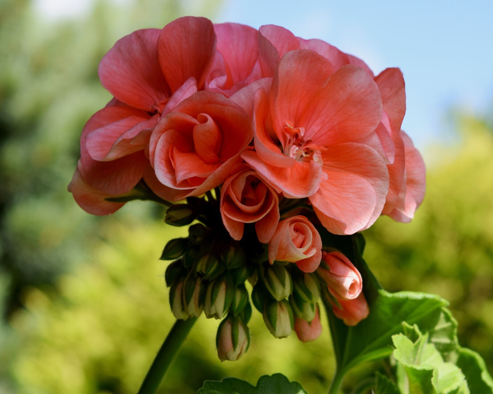 Nikon D3300 sample photo. Geranium, blossom, bloom photography