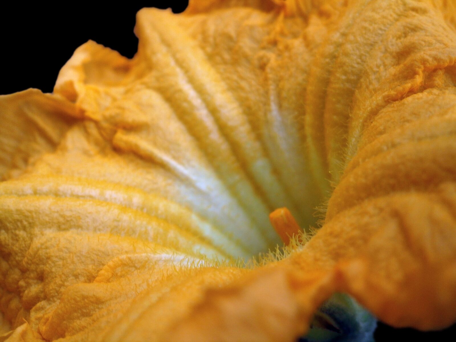 Olympus VG180,D770 sample photo. Pumpkin flower, flower, pumpkin photography