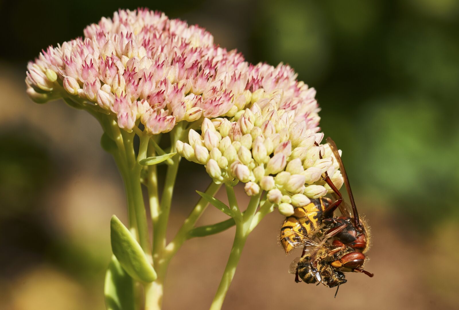 Sony SLT-A77 + Minolta AF 100mm F2.8 Macro [New] sample photo. Death, garden, hornet photography