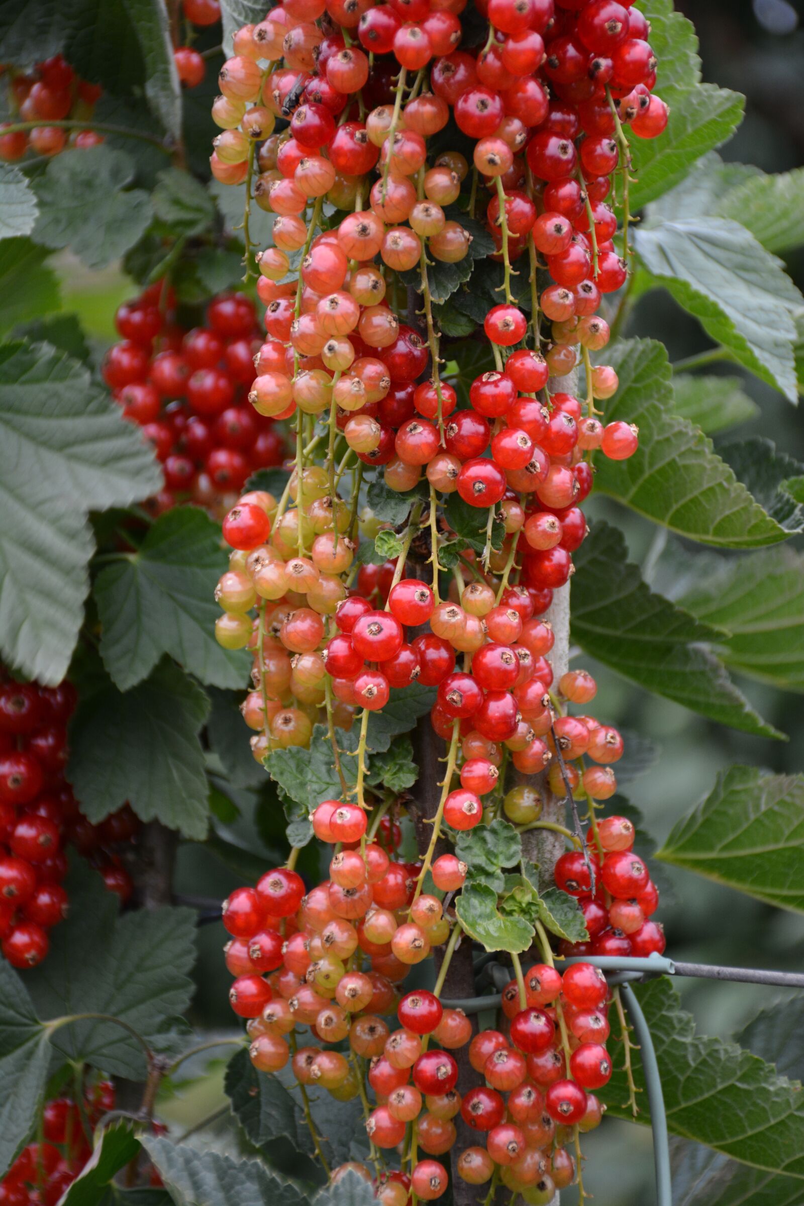 Nikon D7100 sample photo. Cranberry, cherry, fresh photography