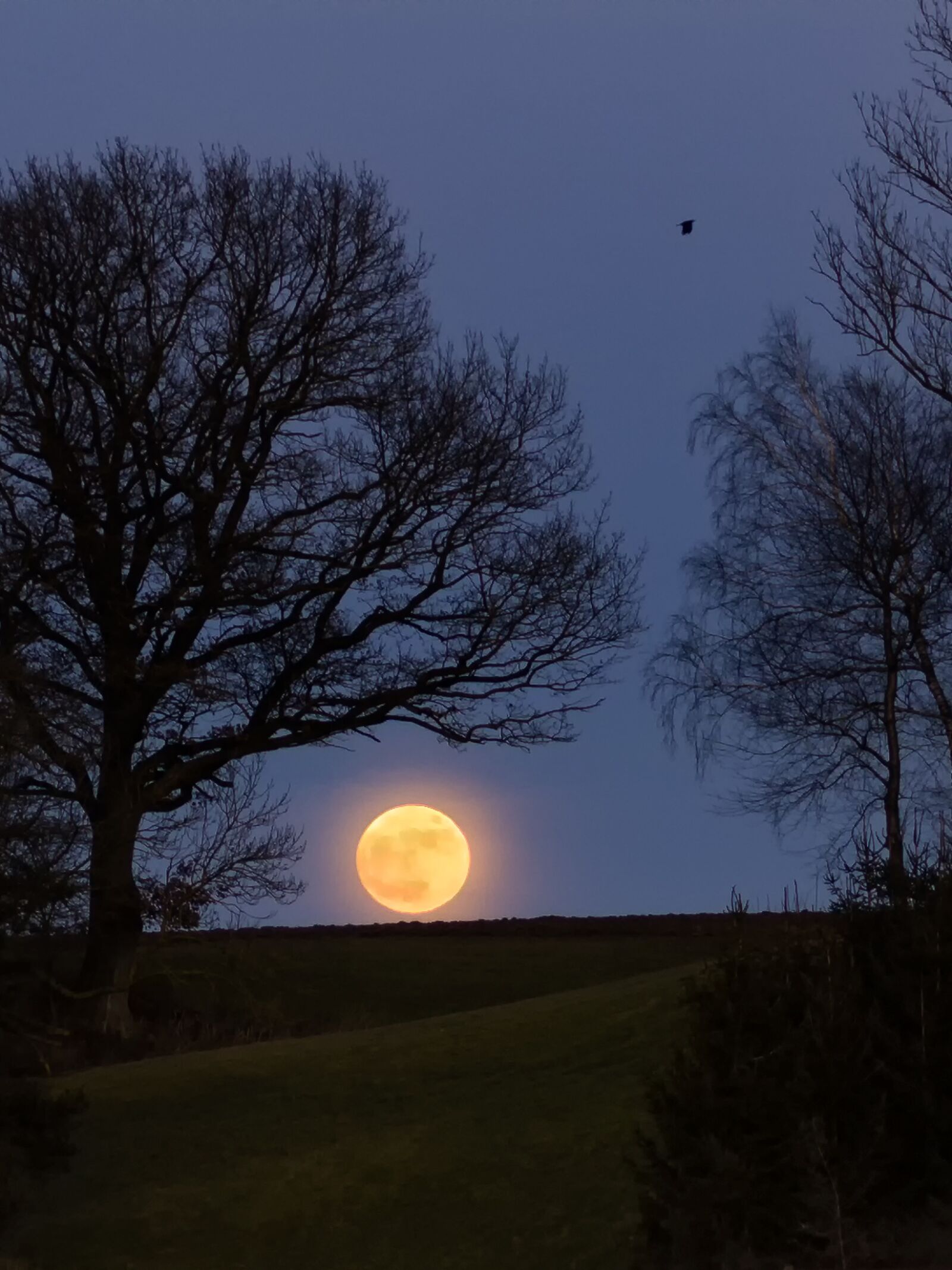 Canon EOS M3 sample photo. Full moon, tree, nature photography