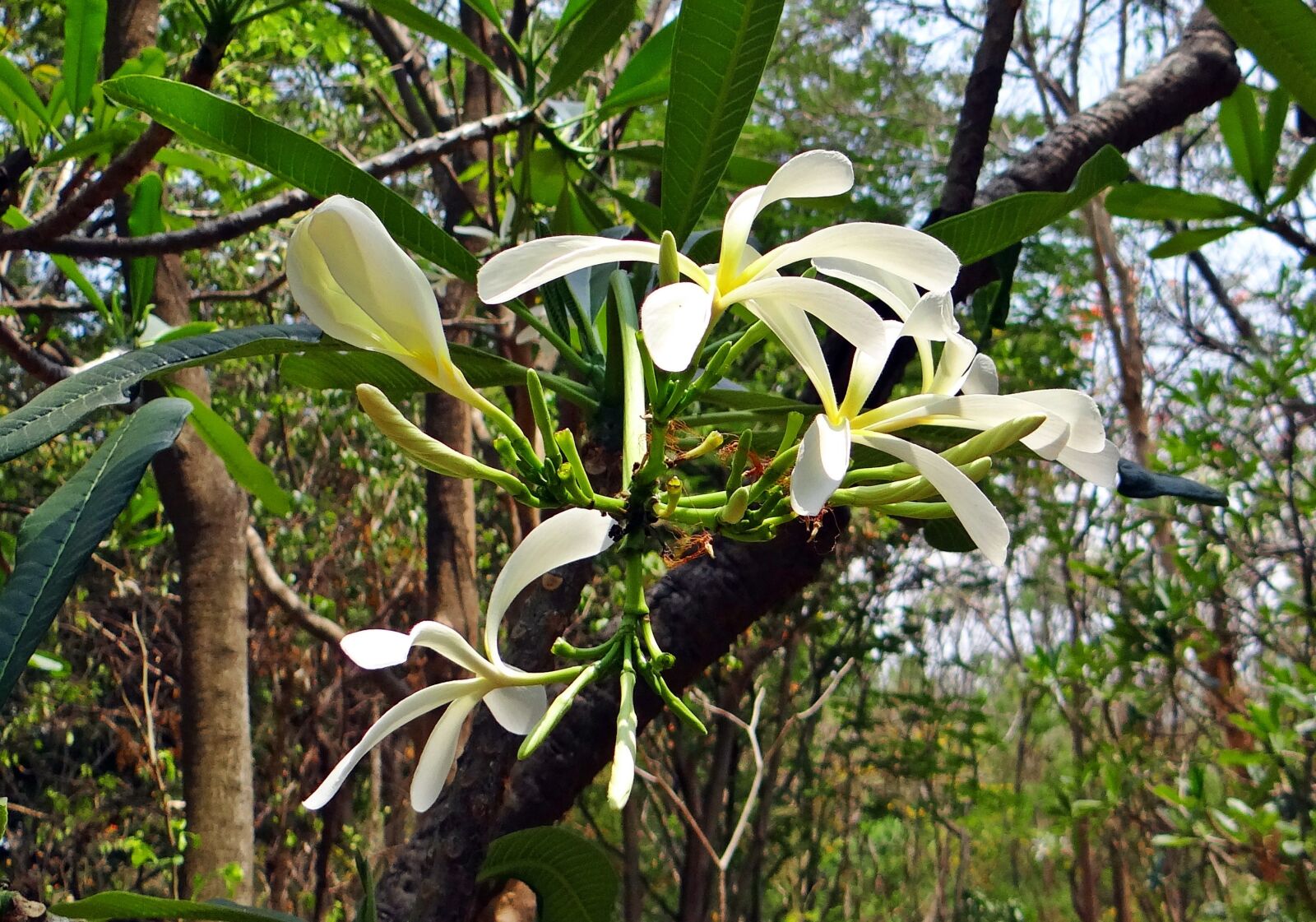 Sony DSC-HX200V sample photo. Plumeria, frangipani, narrow petal photography