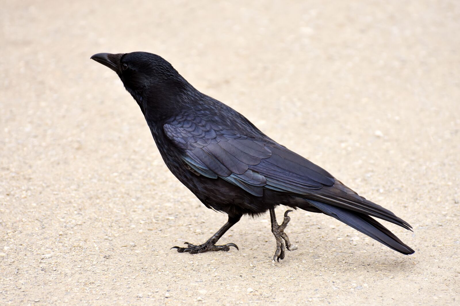 Nikon D7200 sample photo. Common raven, raven, raven photography