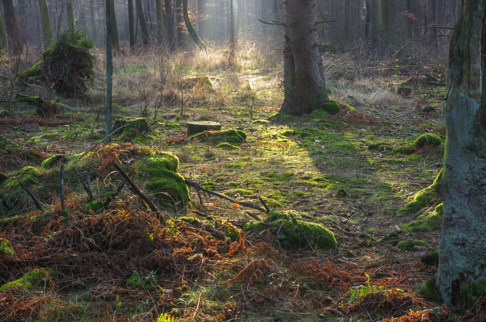 Pentax smc DA 18-55mm F3.5-5.6 AL sample photo. Forest, forest floor, sunlight photography
