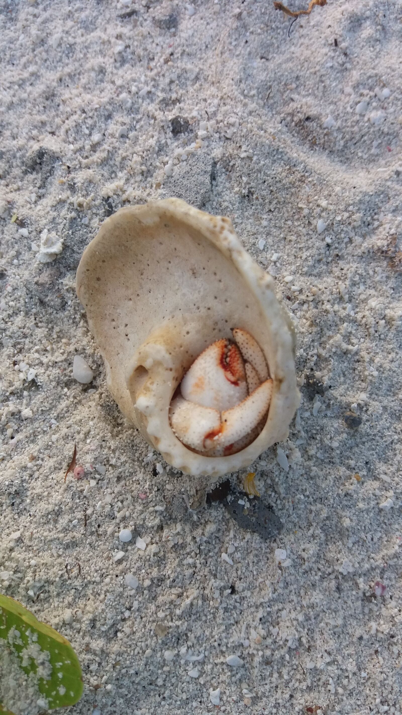 Samsung Galaxy J5 sample photo. Seashell, bangaram, india photography