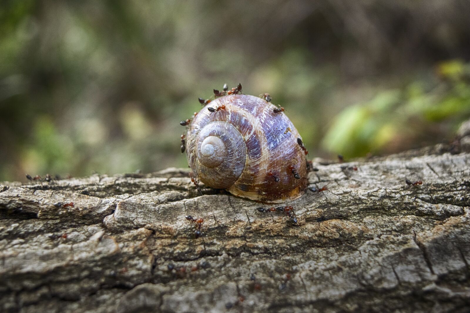 Nikon D3300 sample photo. Snail, trunk, ants photography