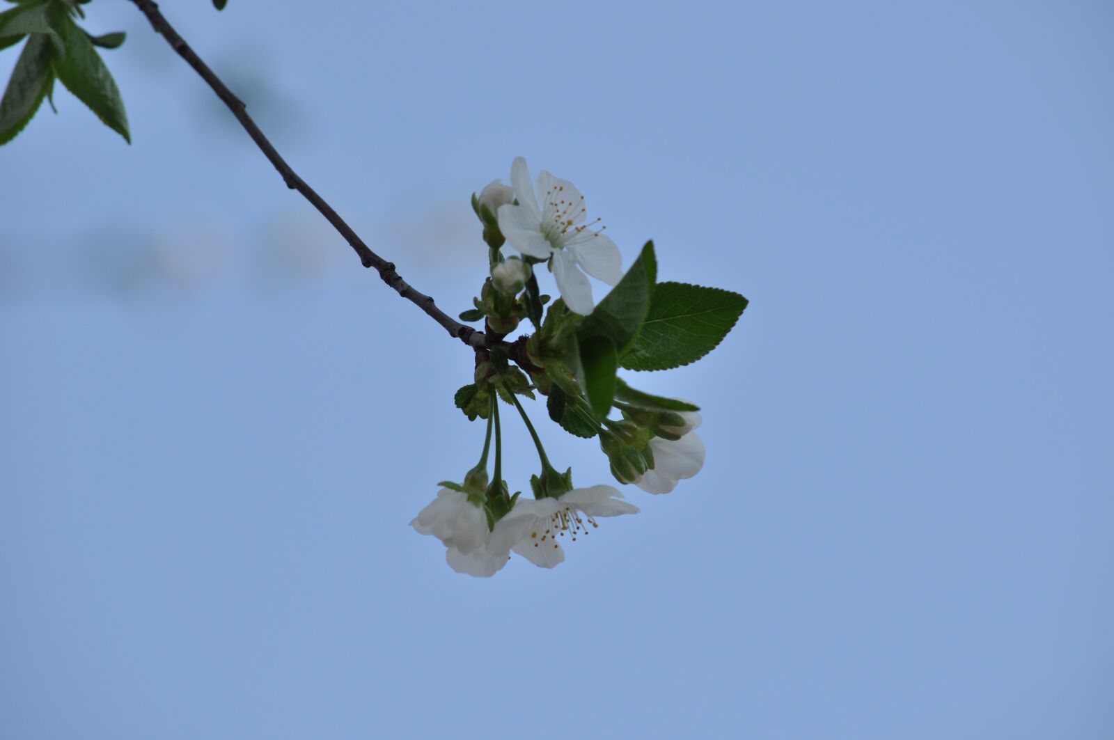 Nikon D5000 sample photo. Cherry, spring, bloom photography
