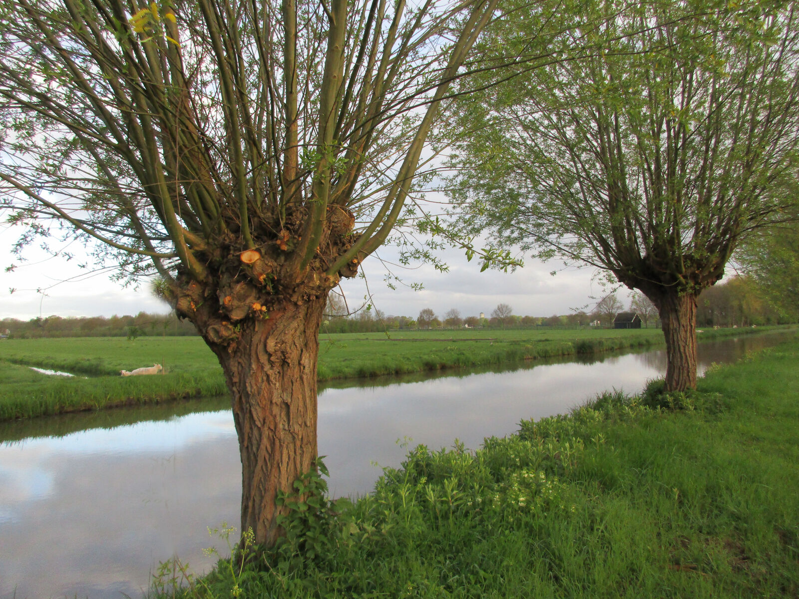 Canon PowerShot ELPH 170 IS (IXUS 170 / IXY 170) sample photo. Dutch, landschape, willow, trees photography