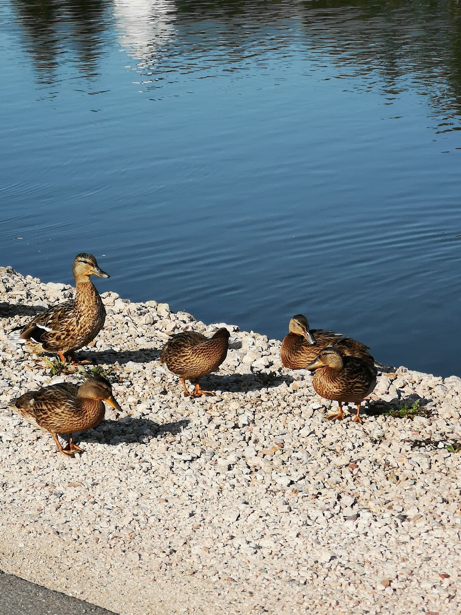 HUAWEI CLT-L09 sample photo. Pond, water, duck photography