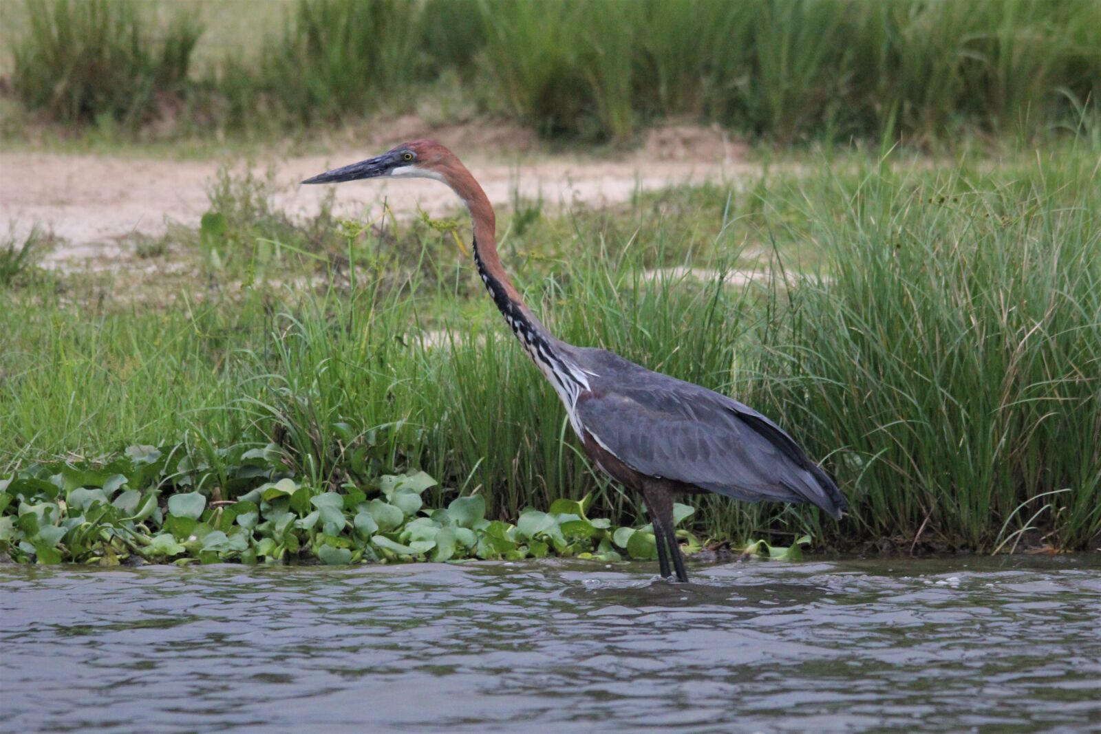 Canon EOS 60D sample photo. Snakebird, anhinga, african darter photography
