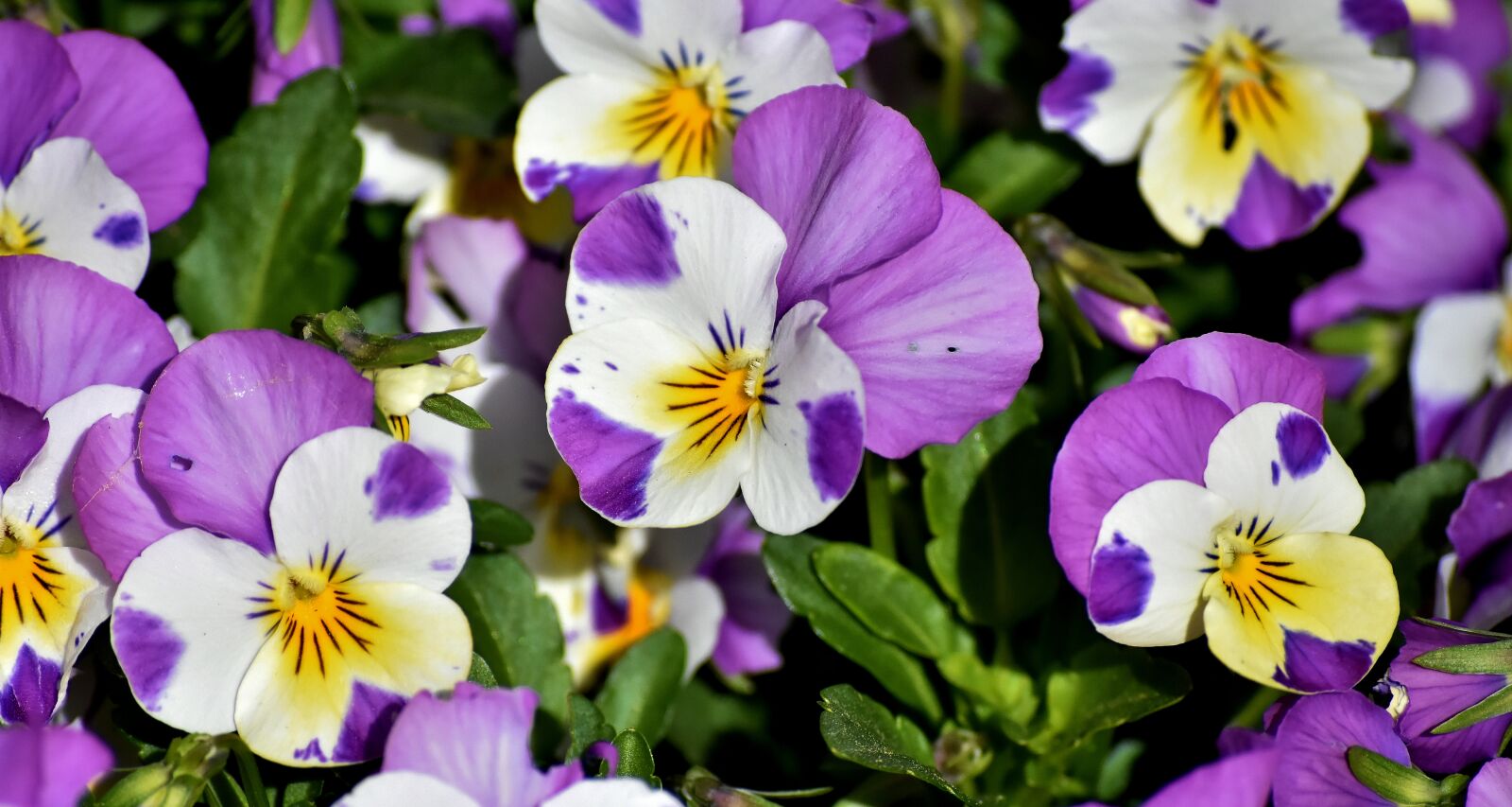 Nikon D7200 sample photo. Pansy, flower, spring photography