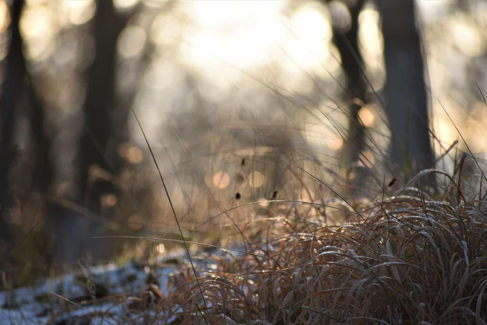 Nikon D3500 sample photo. Grass, snow, trees photography