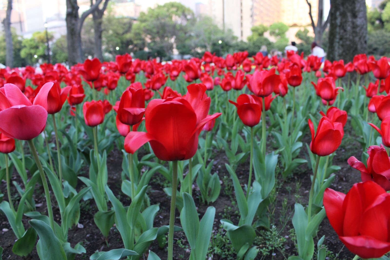 Canon EOS 60D + Canon EF-S 18-55mm F3.5-5.6 IS sample photo. Tulip, flowers, park photography