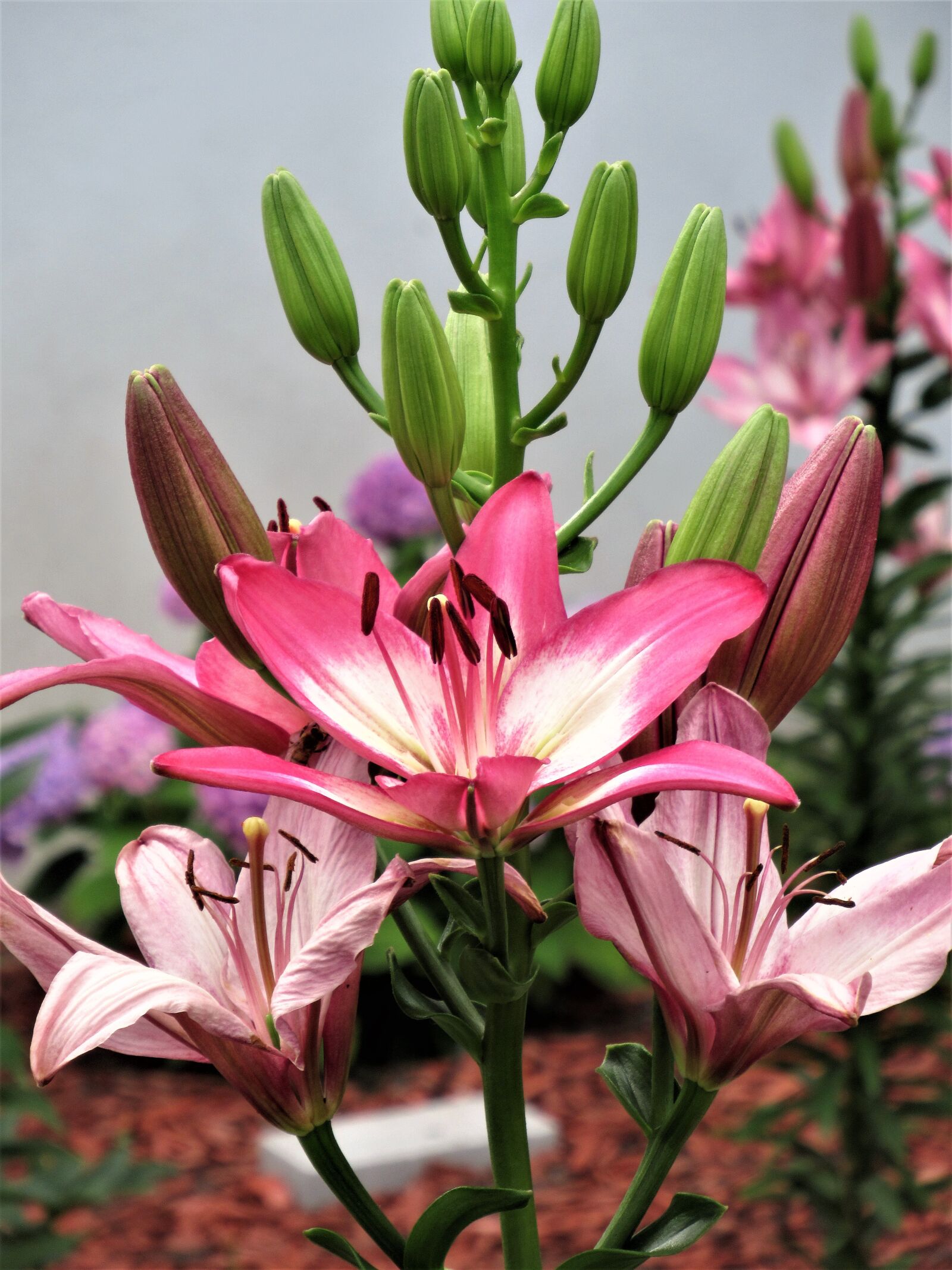 Canon PowerShot SX620 HS sample photo. Closeup, flowers, blooms photography