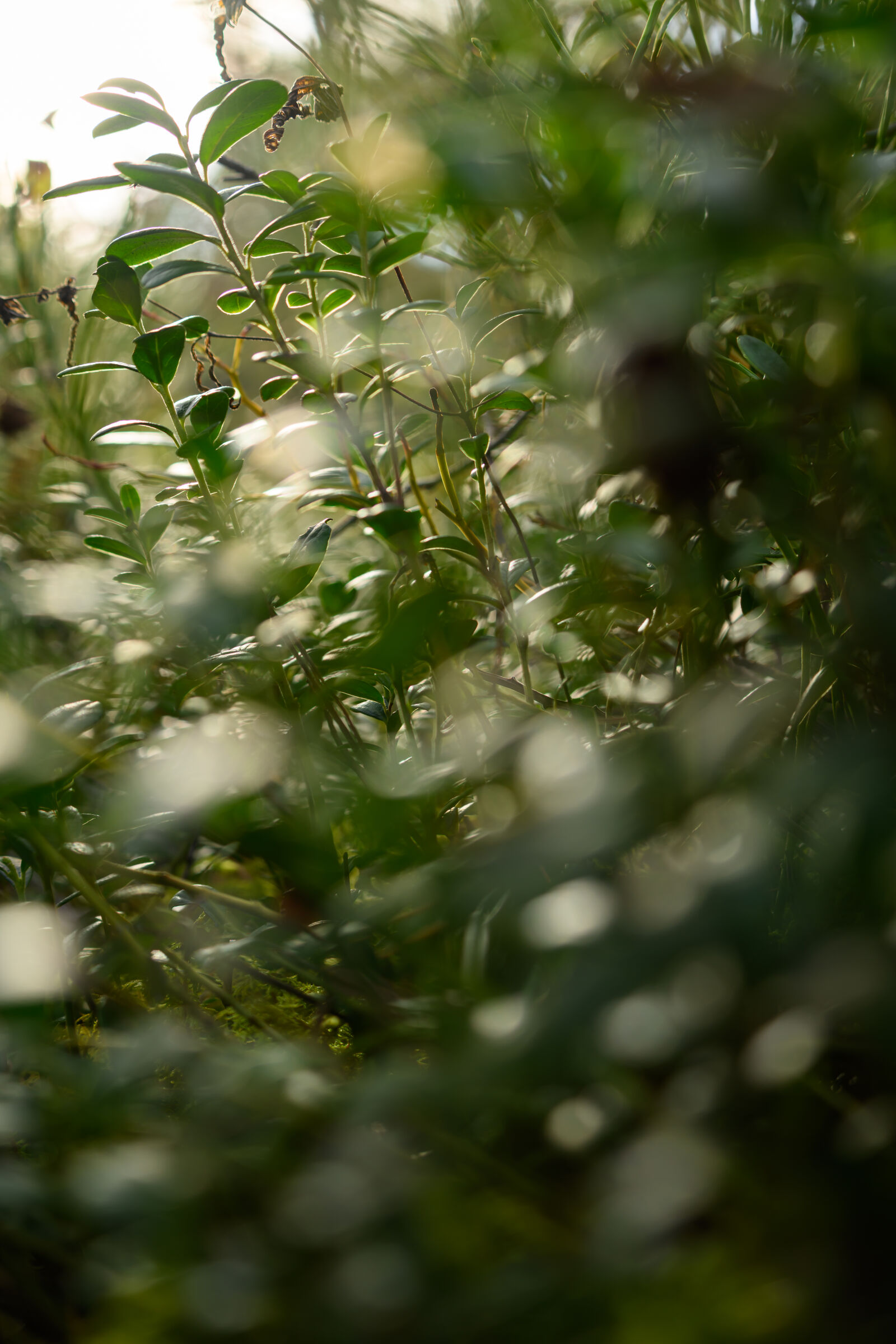 Nikon Z8 sample photo. Plant bokeh photography