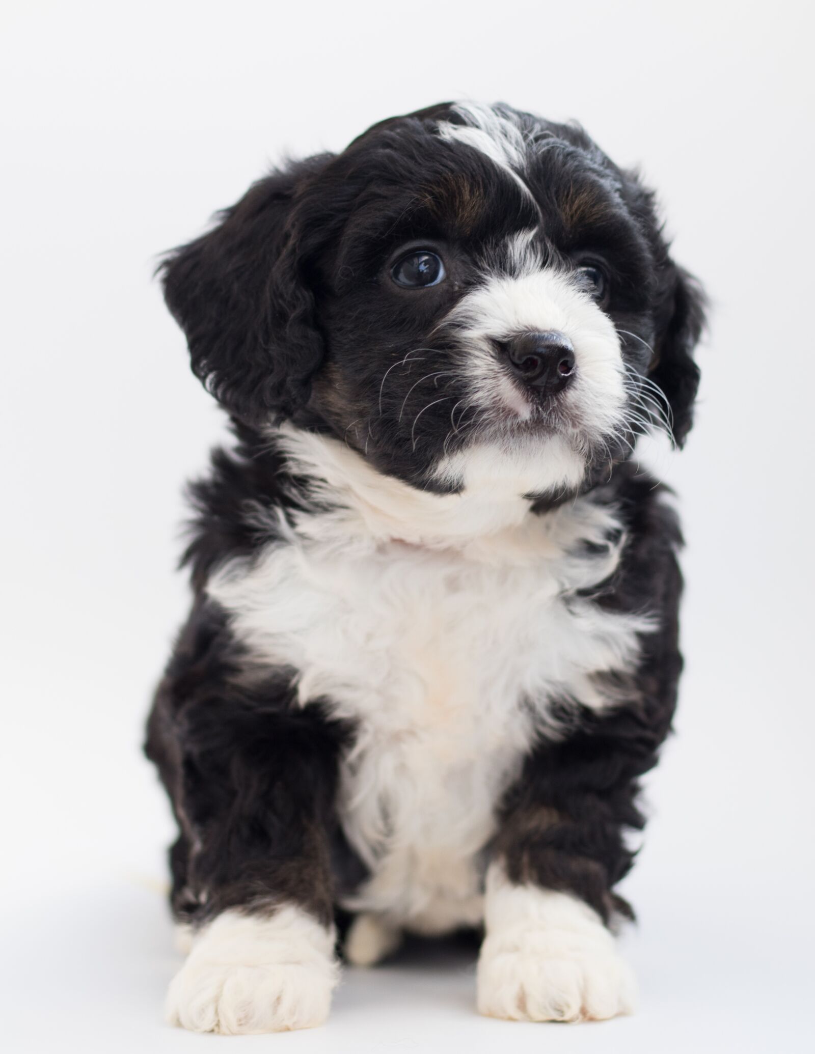 Canon EF 50mm F1.8 STM sample photo. Bernedoodle, dog, puppies photography