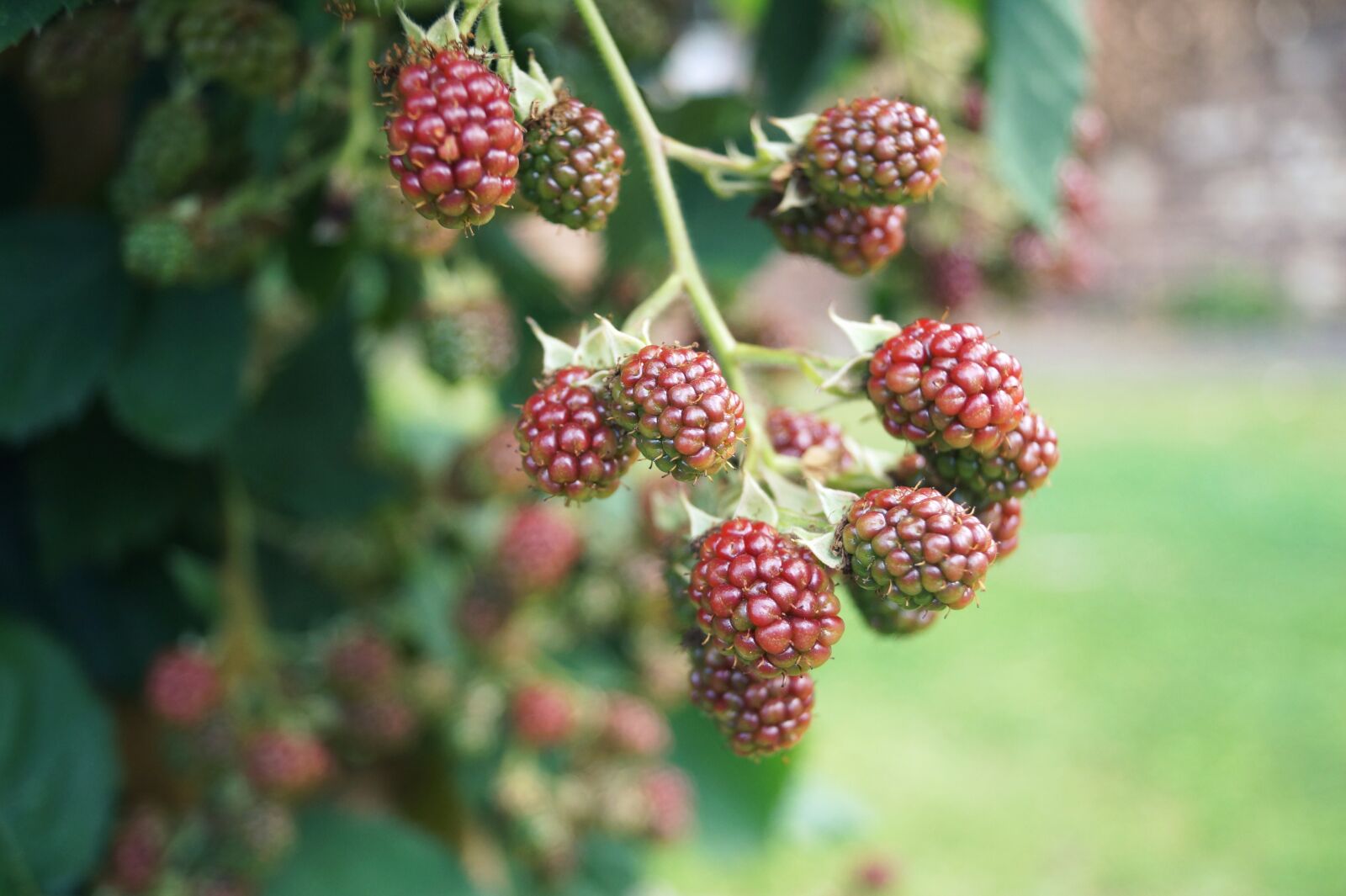 Sony DT 18-55mm F3.5-5.6 SAM II sample photo. Blackberries, berries, fruits photography