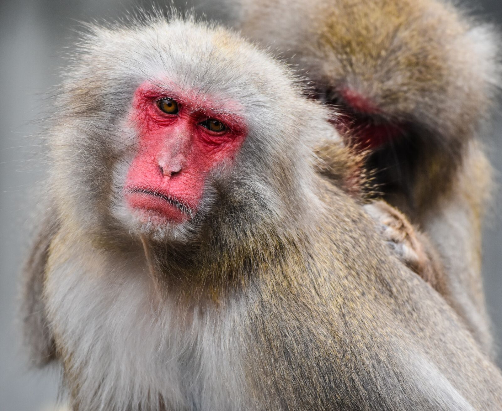 Nikon D7200 sample photo. Japan monkey, zoo, wilhelma photography