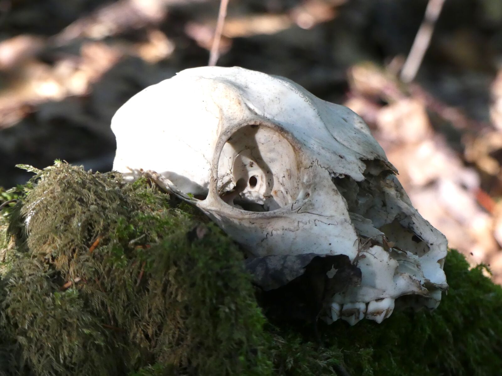 Panasonic Lumix DMC-FZ300 sample photo. Dead, skull, skull and photography