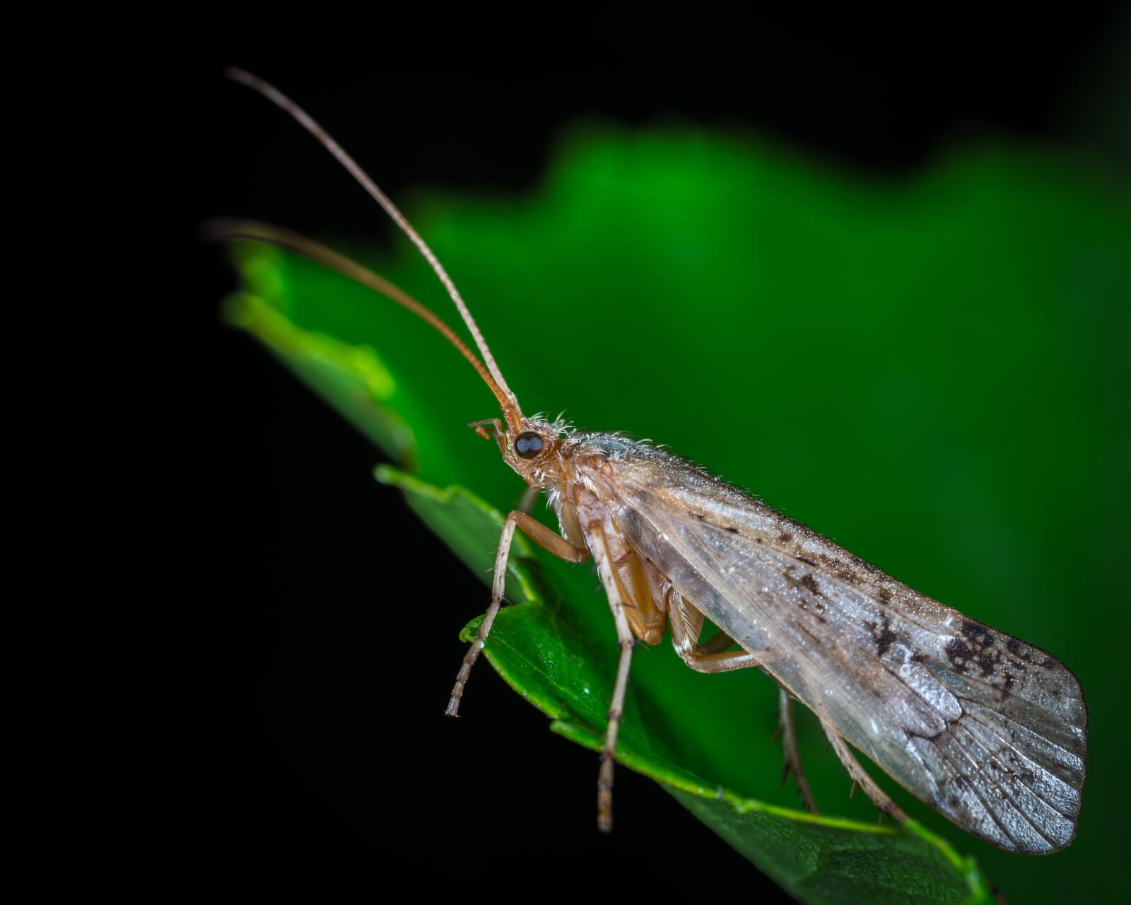 #124 65/2.8 sample photo. Insect, nature, wing photography