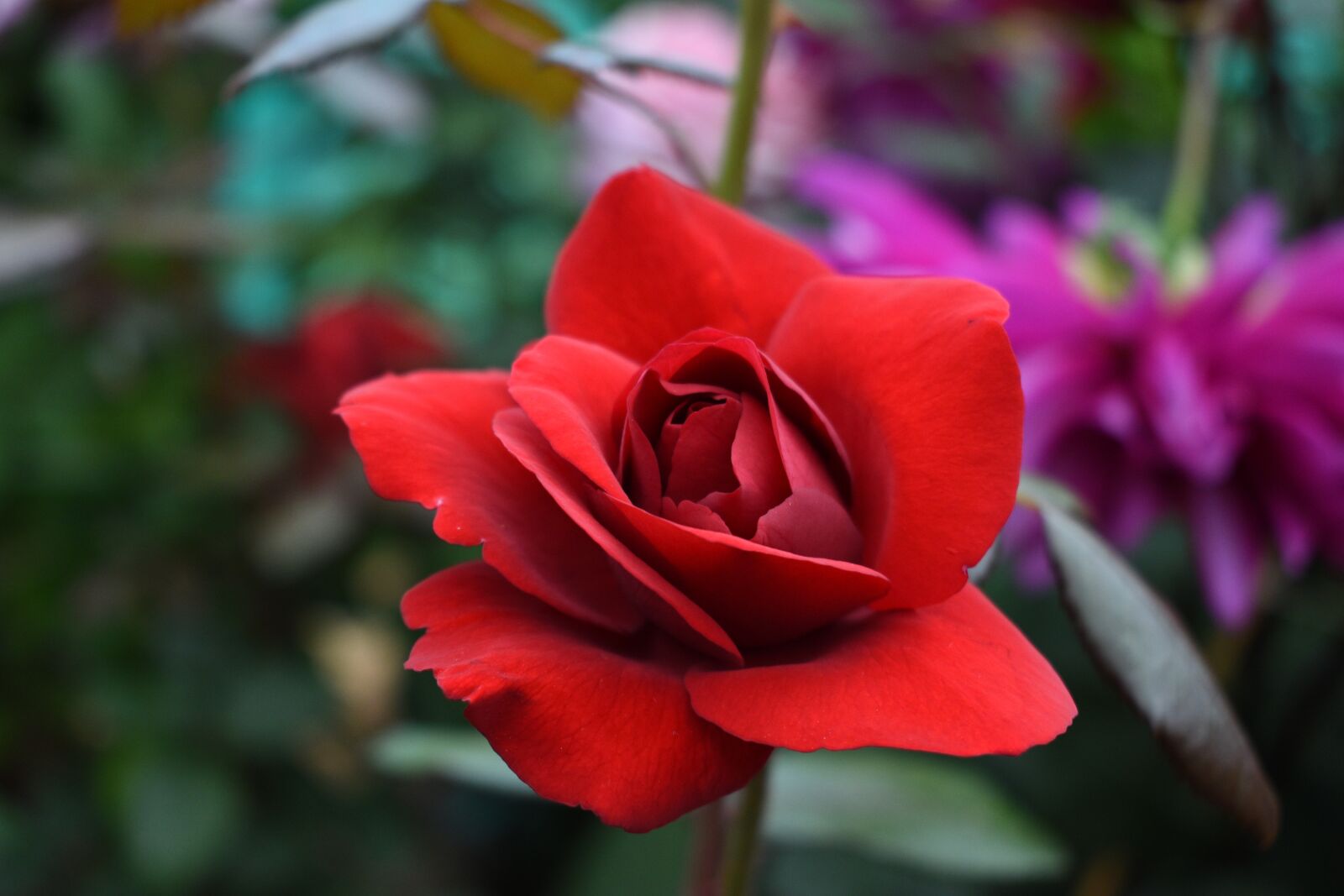 Nikon D5600 sample photo. Rose, flower, plant photography