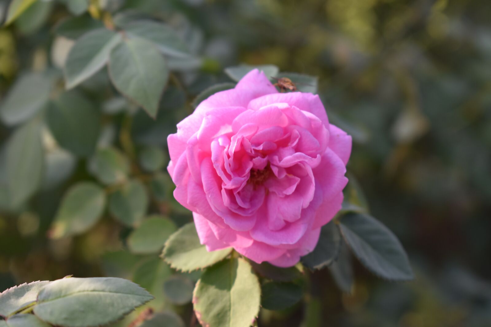 Nikon D3400 sample photo. Rose, pink, nature photography